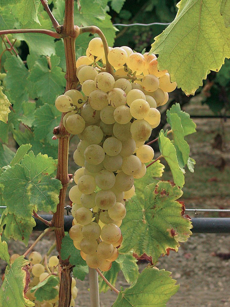 Chasselas