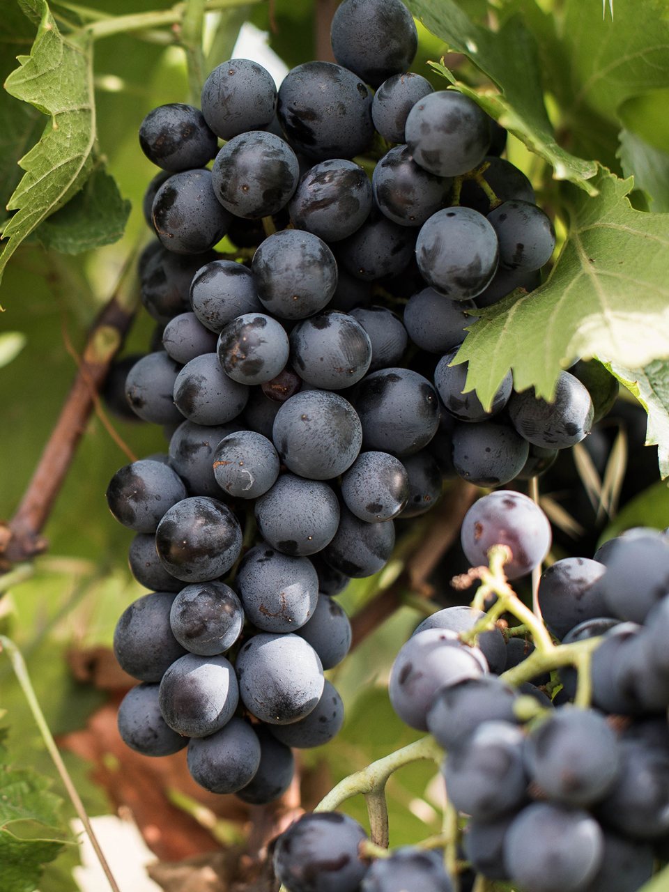 Cinsault
