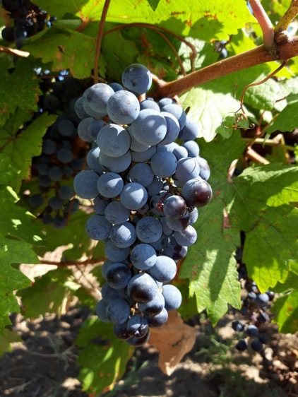 Codrinschi