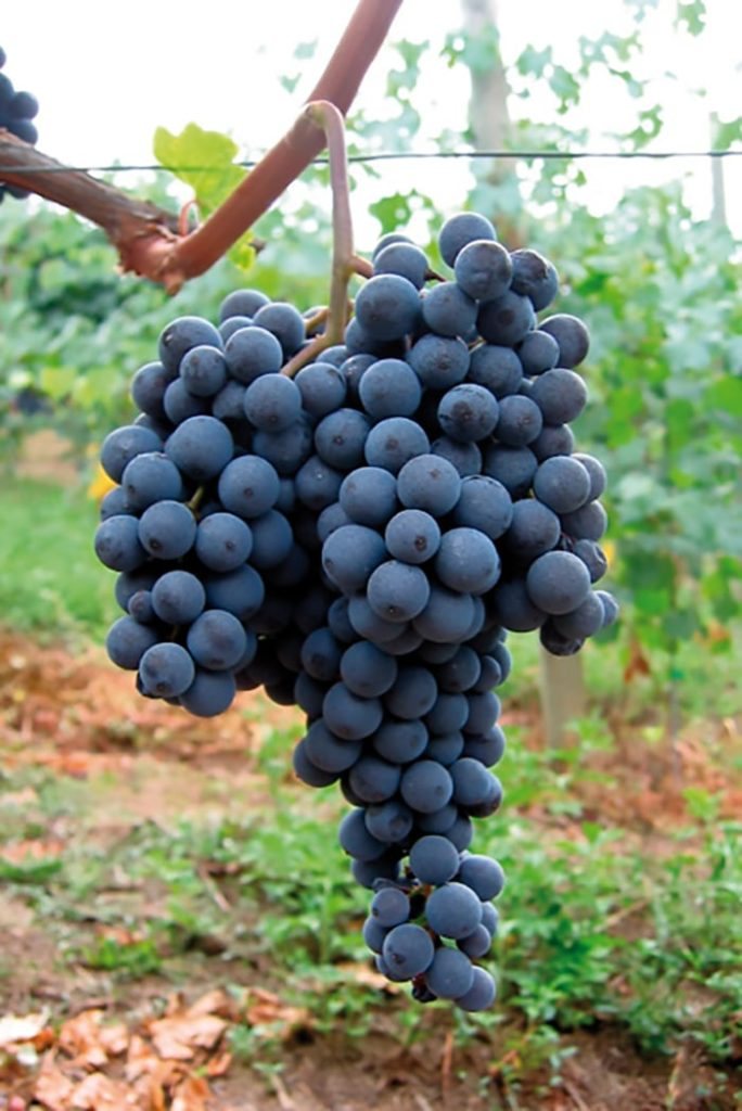 Dolcetto