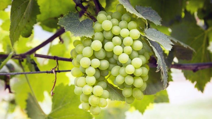 Falanghina