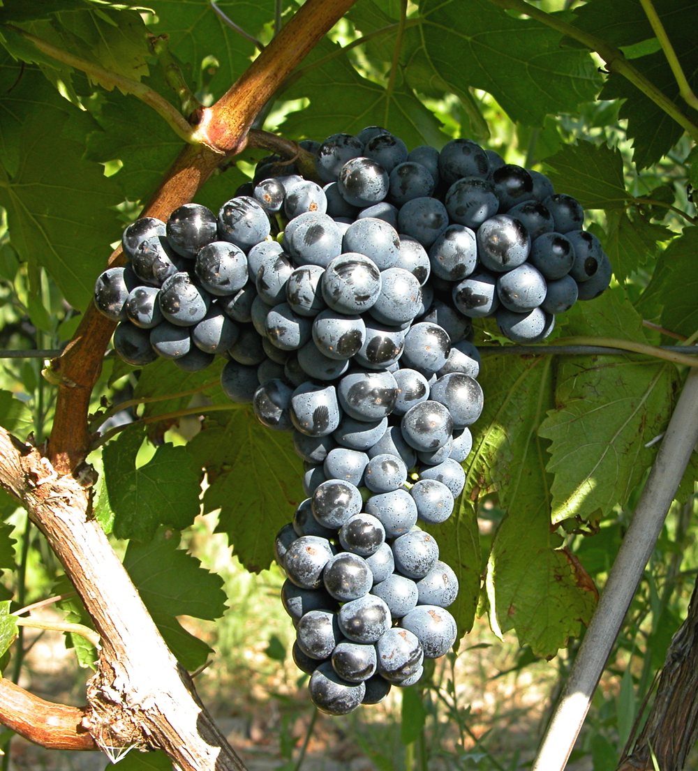 Feteasca Neagra