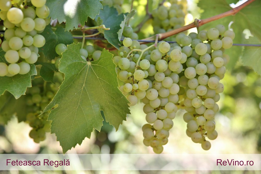 Feteasca Regala