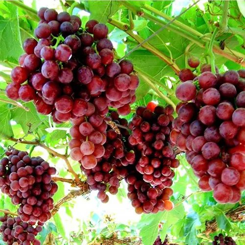 Flame Seedless