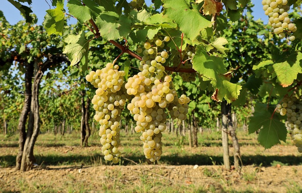 Friulano