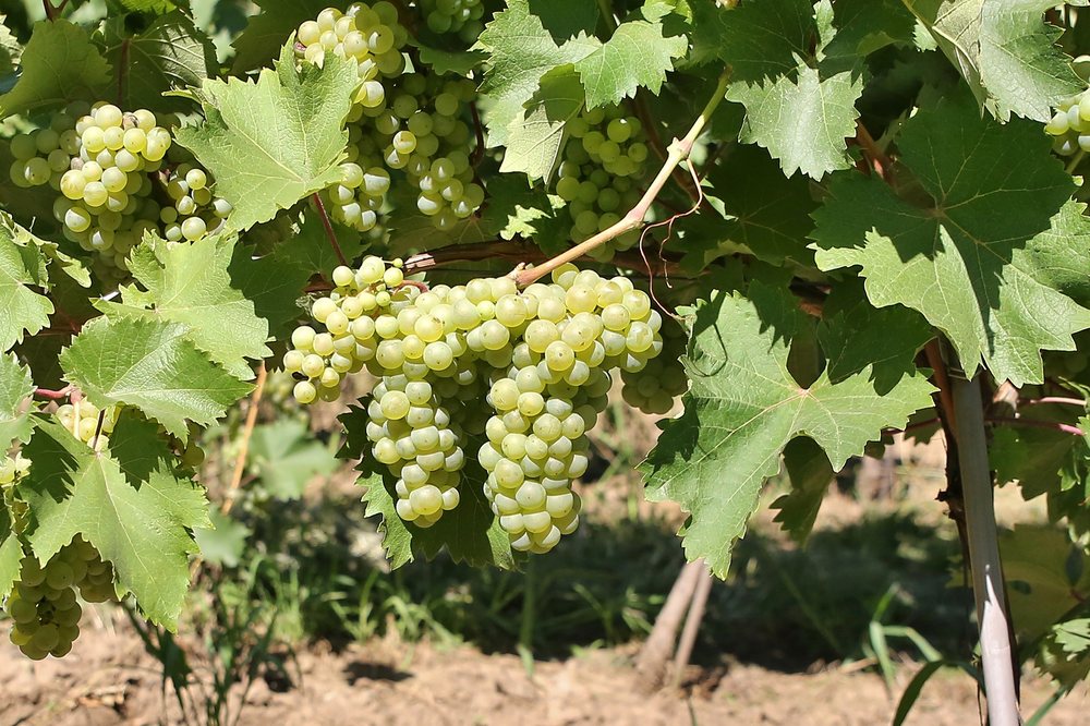 Galbena de Odobesti