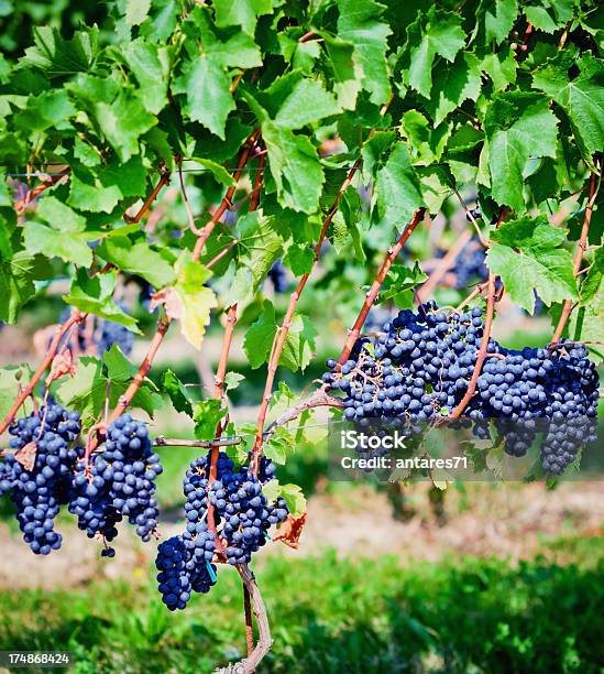 Gamay