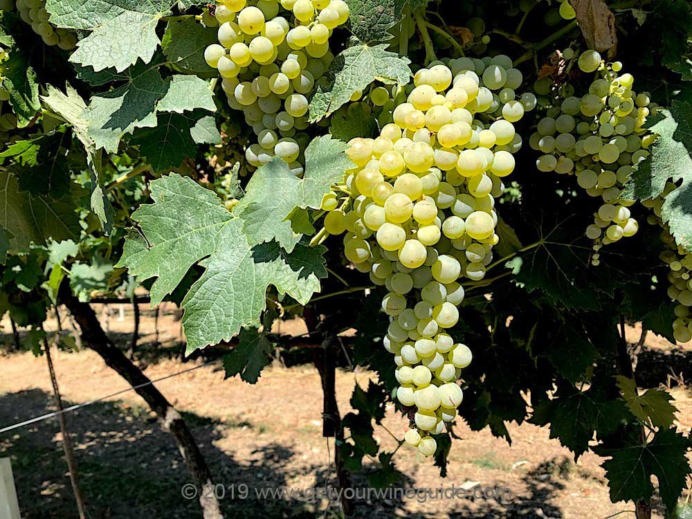 Garganega