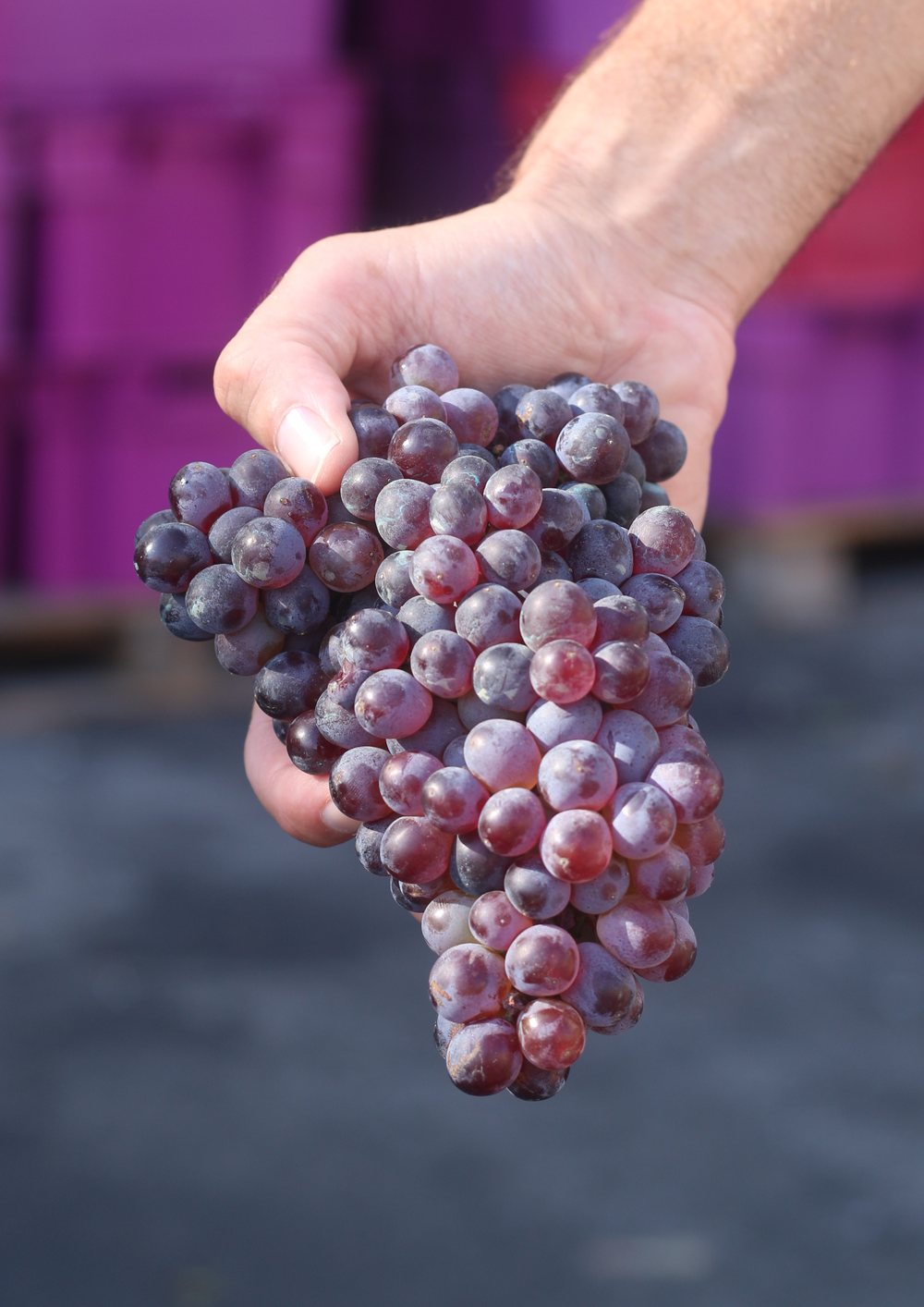 Grenache