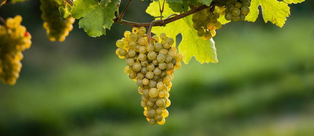 Gruner Veltliner