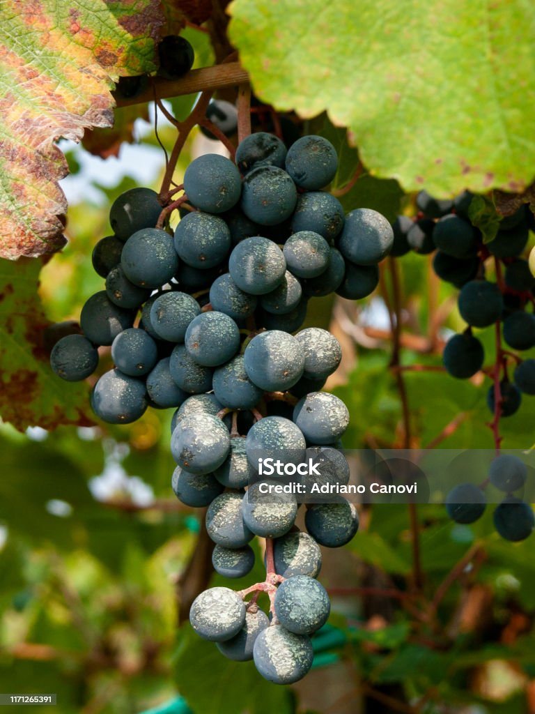 Lambrusco