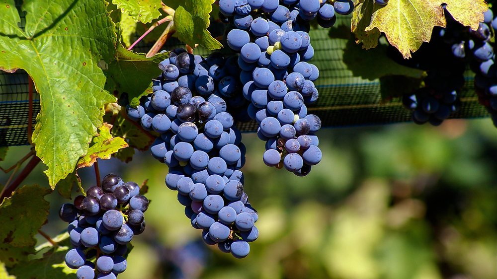 Malbec