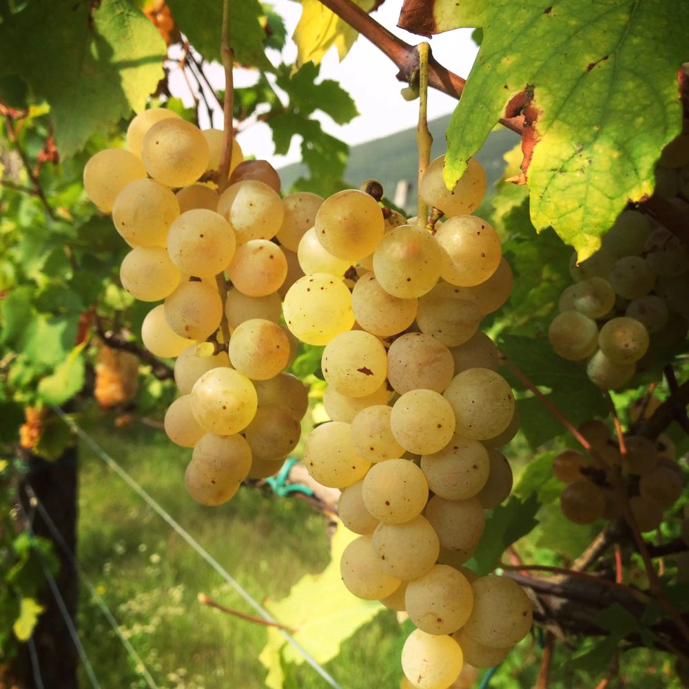 Malvasia