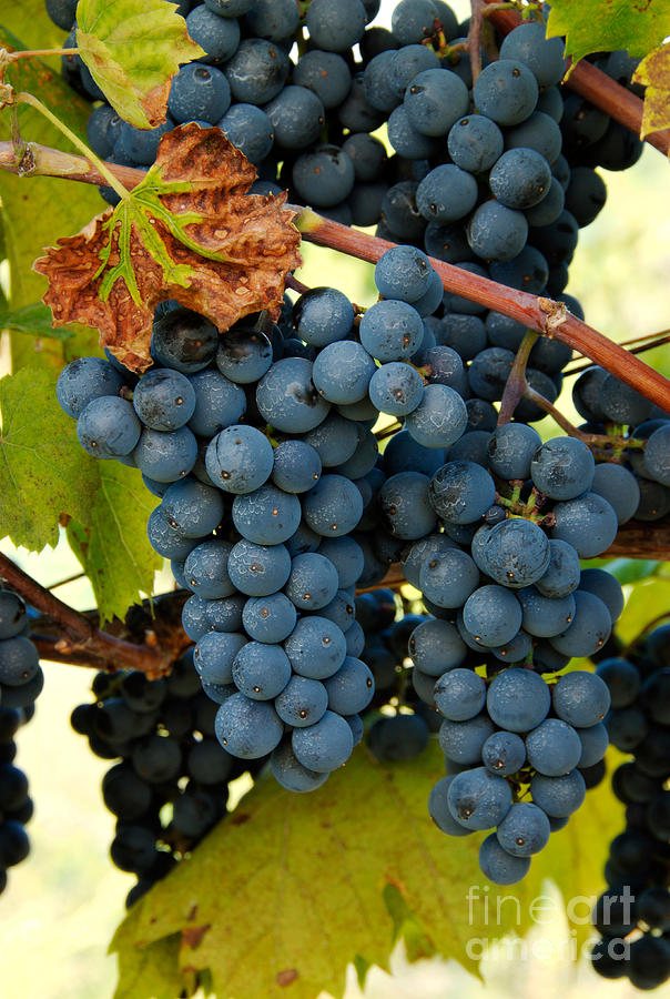 Marechal Foch