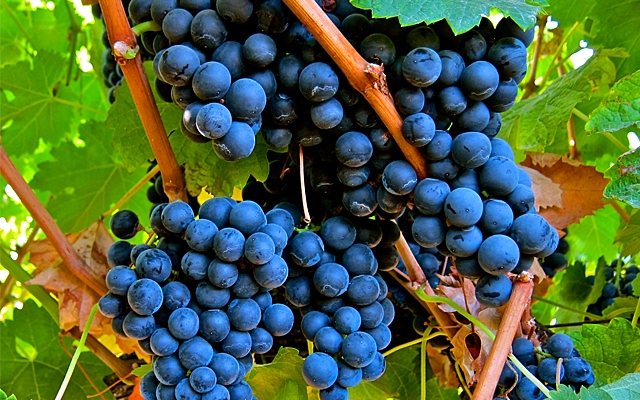 Merlot