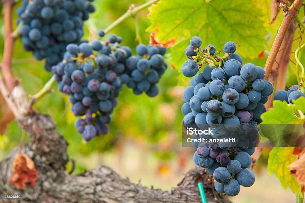 Montepulciano