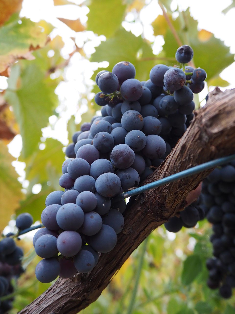 Mourvedre