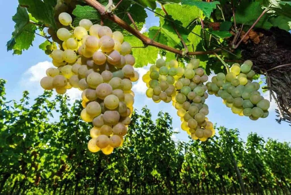 Muscat Blanc