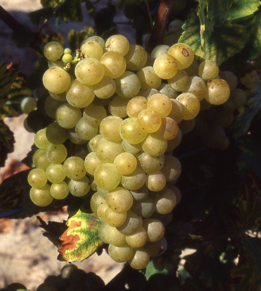 Muscat Ottonel