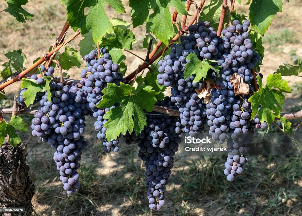 Nebbiolo
