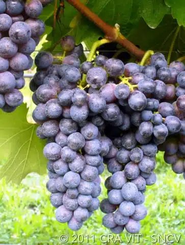 Negroamaro