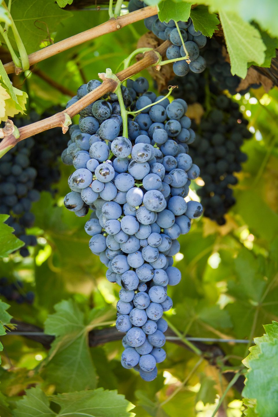Nero d'Avola