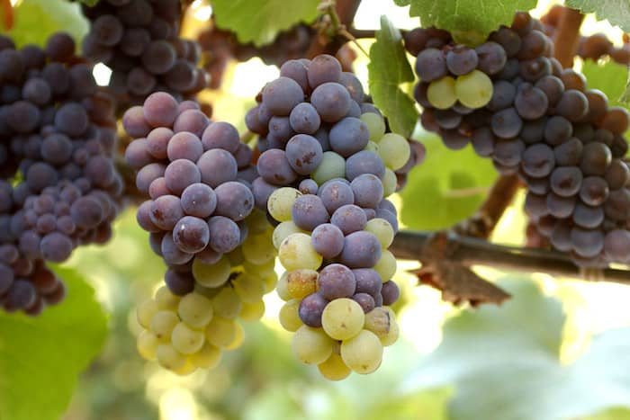 Pinot Gris