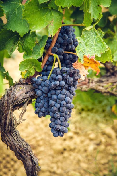 Pinot Noir
