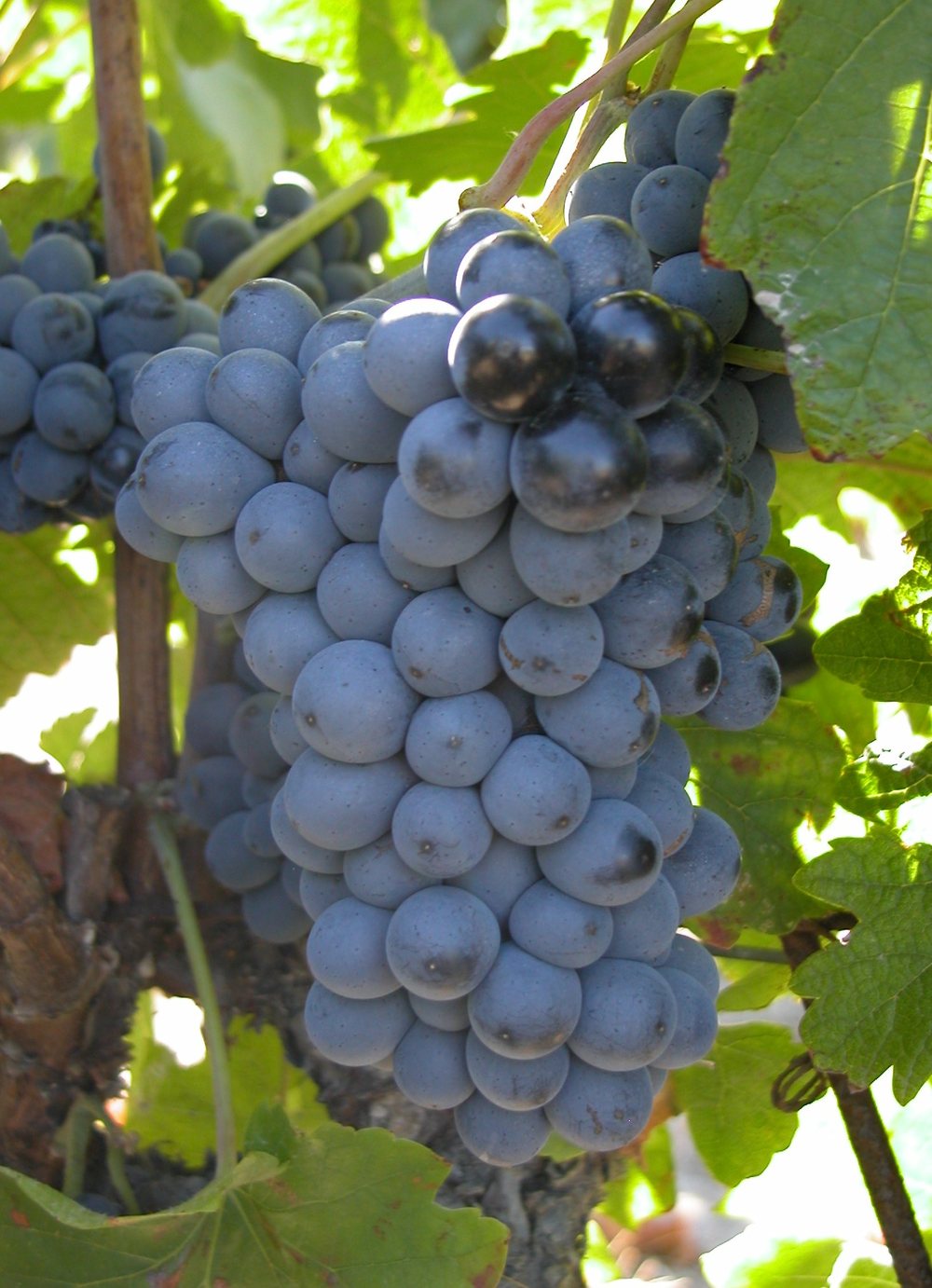 Pinotage