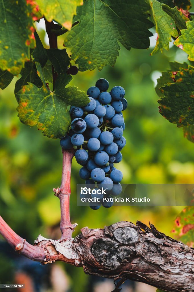 Primitivo