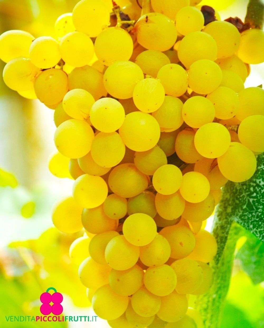 Queen of Vineyards
