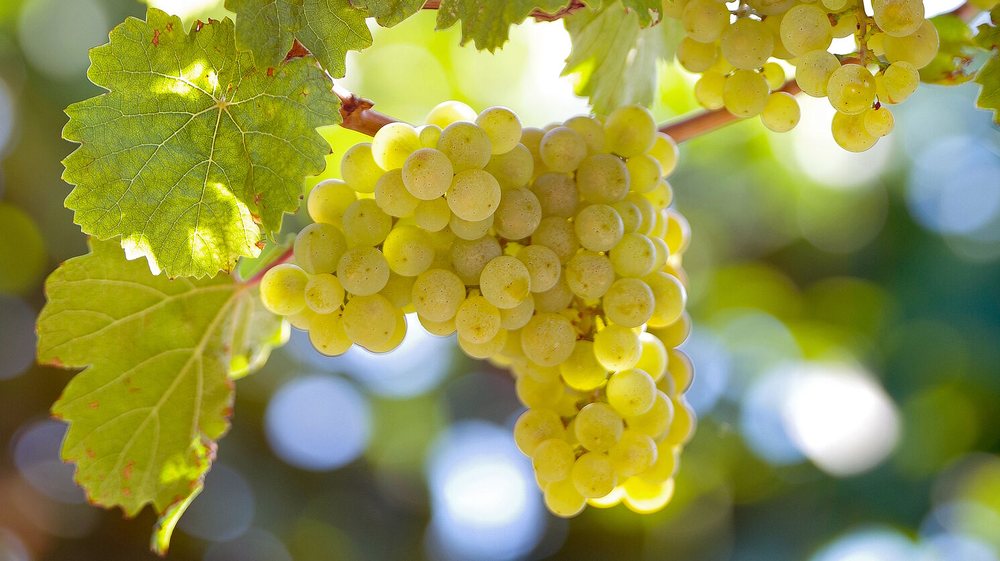 Riesling