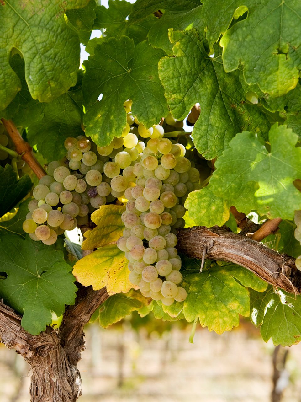 Roussanne