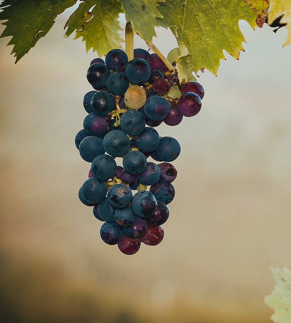 Sangiovese
