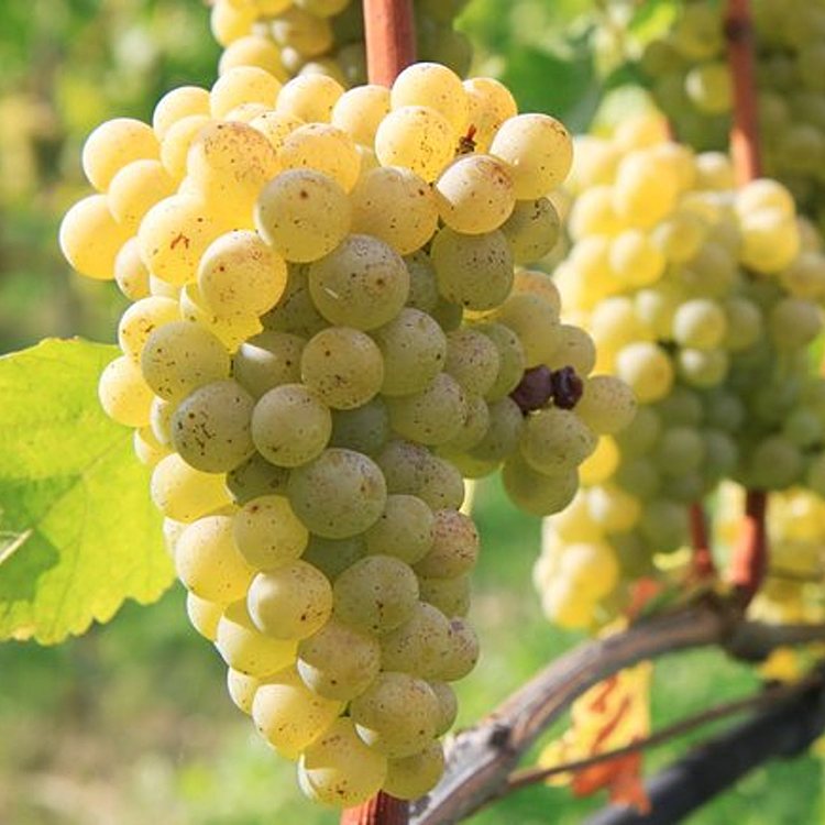 Sauvignon Blanc
