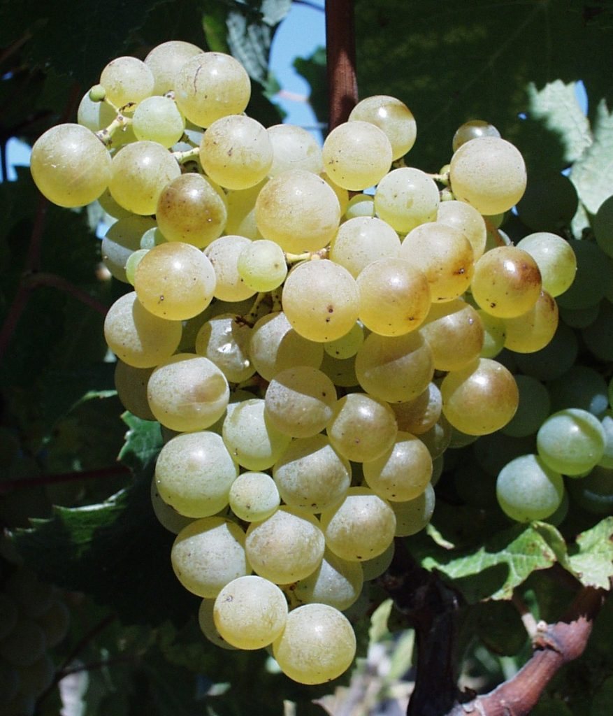 Semillon