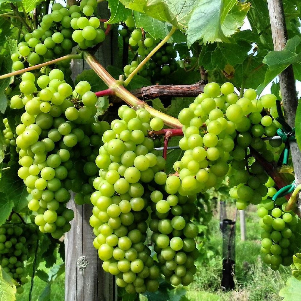 Seyval Blanc