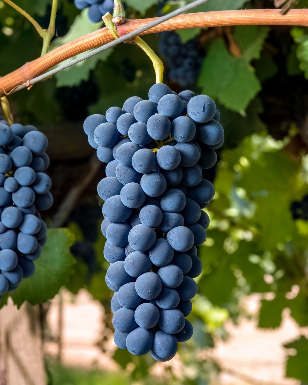 Syrah