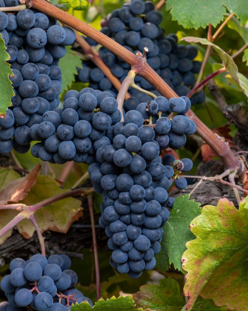 Tannat