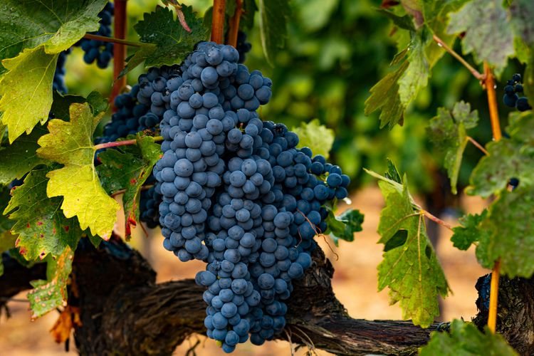 Tempranillo