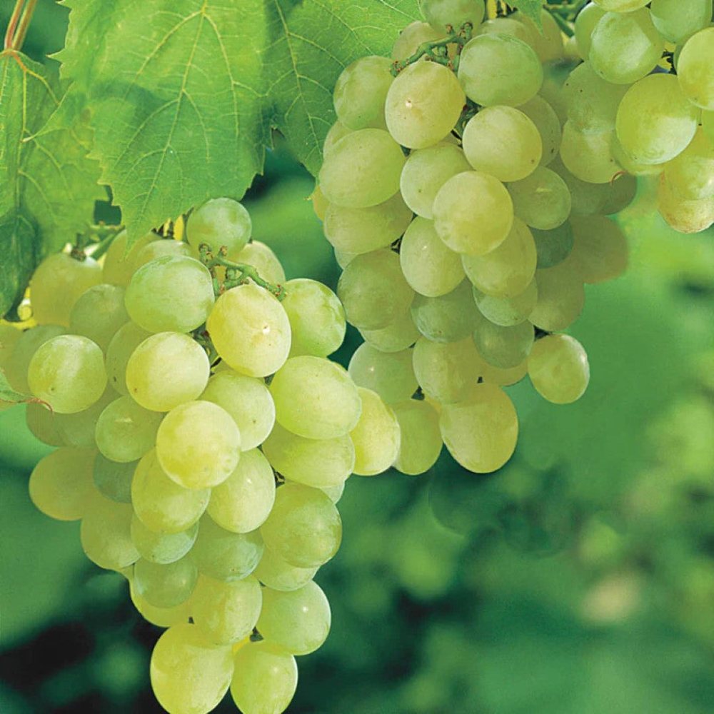 Thompson Seedless