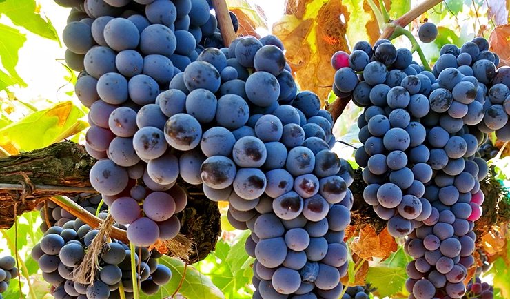 Touriga Nacional