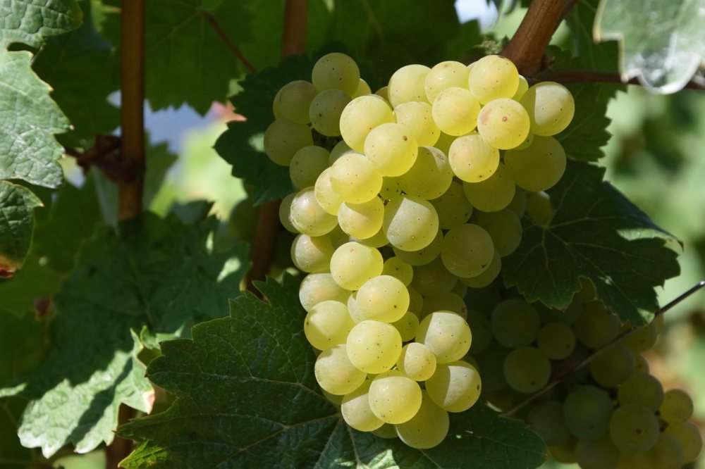 Traminette