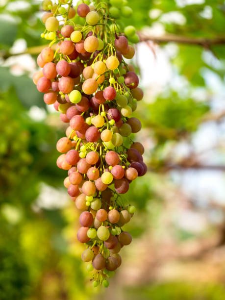 Verdejo