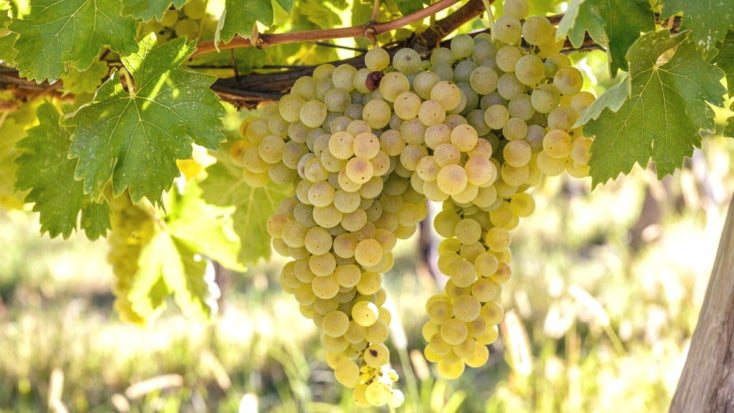 Verdicchio