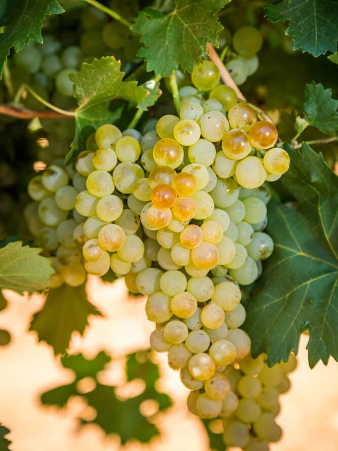 Vermentino