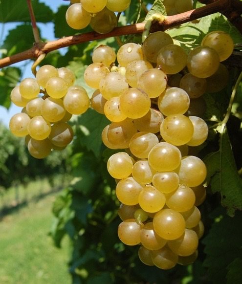 Vidal Blanc
