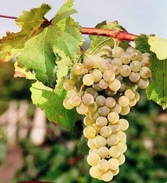 Viorica