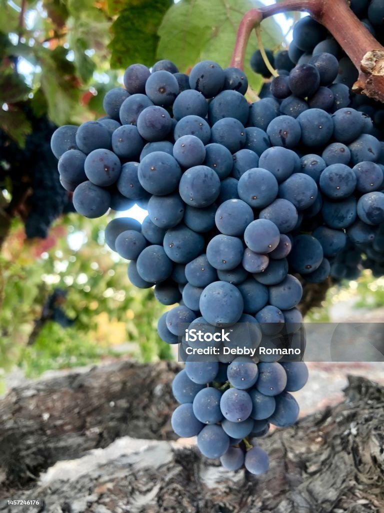 Zinfandel